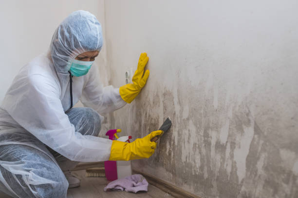 Best Attic Mold Removal  in Whiteville, TN