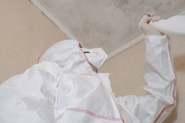 Best Mold Removal and Inspection  in Whiteville, TN