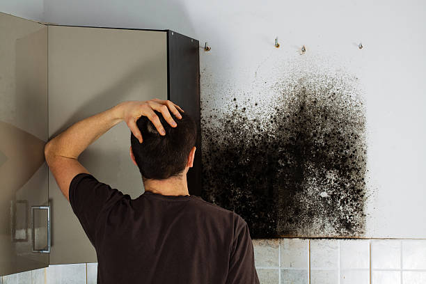 Best Toxic Mold Removal  in Whiteville, TN